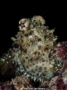 blackocto by Marc Van Den Broeck 